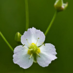 <em>Alisma plantago-aquatica</em> L. 05/08/2010