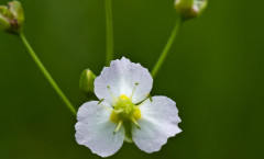 Alisma plantago-aquatica L. 05/08/2010