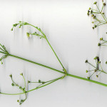 <em>Alisma plantago-aquatica</em> L. 21/07/2008