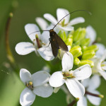 <em>Alliaria petiolata</em> L. 17/04/2011