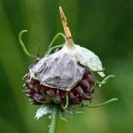 <em>Allium vineale</em> L. 19/06/2009