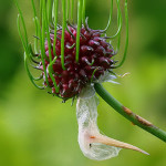 <em>Allium vineale</em> L. 19/06/2009