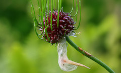 Allium vineale L. 19/06/2009