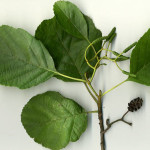 <em>Alnus glutinosa</em> (L) Gaertn. 05/09/2009