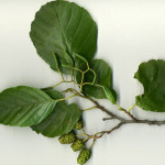 <em>Alnus glutinosa</em> (L) Gaertn. 05/09/2009