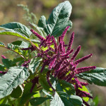 Amaranthus caudatus L. 16/08/2010