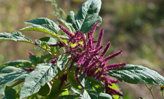 Amaranthus caudatus L. 16/08/2010