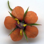 <em>Anagallis arvensis</em> L. 13/08/2007