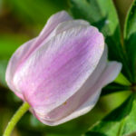 <em>Anemone nemorosa</em> L. 10/04/2011