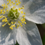 <em>Anemone nemorosa</em> L. 10/04/2011