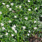 <em>Anemone nemorosa</em> L. 13/04/2009