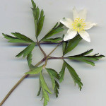 <em>Anemone nemorosa</em> L. 13/04/2009