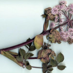 <em>Angelica sylvestris</em> L. 15/07/2008