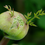 <em>Angelica sylvestris</em> L. 23/08/2009