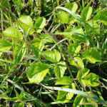 <em>Angelica sylvestris</em> L. 29/08/2009