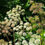 <em>Angelica sylvestris</em> L. 29/08/2009