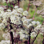 Angelica sylvestris L. 29/08/2009