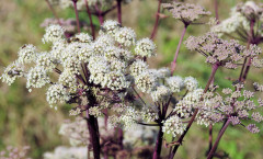 Angelica sylvestris L. 29/08/2009