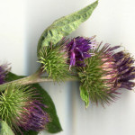 <em>Arctium minus</em> (Hill) Bernh 28/07/2010