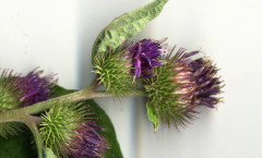 Arctium minus (Hill) Bernh 28/07/2010