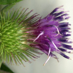 <em>Arctium minus</em> (Hill) Bernh 28/07/2010