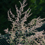 <em>Artemisia vulgaris</em> L. 08/08/2010
