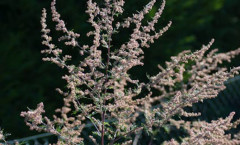 Artemisia vulgaris L. 08/08/2010