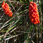 Arum italicum subsp. italicum Mill. 16/08/2010