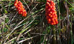 Arum italicum subsp. italicum Mill. 16/08/2010