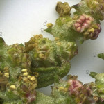 <em>Atriplex prostrata</em> Boucher ex DC. 16/08/2010