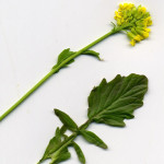 <em>Barbarea vulgaris</em> R Br. 17/04/2011