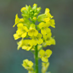 Barbarea vulgaris R Br. 17/04/2011