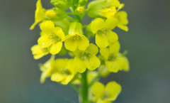 Barbarea vulgaris R Br. 17/04/2011