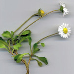 Bellis perennis L. 06/05/2008