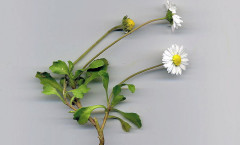 Bellis perennis L. 06/05/2008