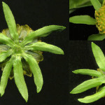 <em>Bidens cernua</em> L. 18/09/2008