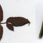 <em>Bidens frondosa</em> L. 27/09/2008