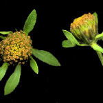 <em>Bidens tripartita</em> L. 03/09/2007