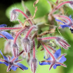 Borago officinalis L. 24/04/2009