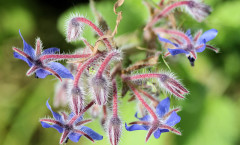 Borago officinalis L. 24/04/2009