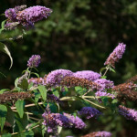 Buddleja davidii Franch. 16/08/2010