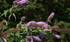 Buddleja davidii Franch. 16/08/2010