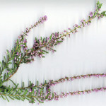 <em>Calluna vulgaris</em> (L.) Hull 01/08/2007