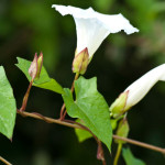 <em>Calystegia sepium</em> (L.) R.Br. 08/08/2010