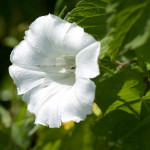 <em>Calystegia sepium</em> (L.) R.Br. 08/08/2010