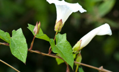 Calystegia sepium (L.) R.Br. 08/08/2010