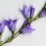 <em>Campanula rapunculus</em> L. 16/08/2007