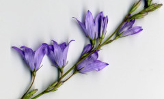 Campanula rapunculus L. 16/08/2007