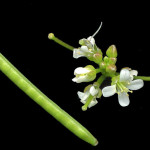 <em>Cardamine hirsuta</em> L. 28/09/2007