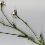 <em>Cardamine pratensis</em> L. 04/04/2008